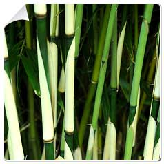 Bambou Bambu Bamboo 12